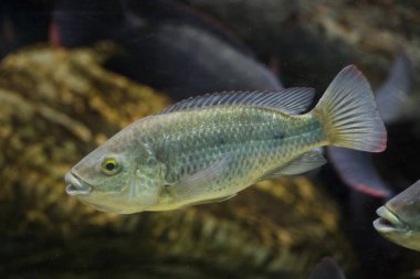 Angolan tilapia (Oreochromis angolensis). Tatlı su balığı..