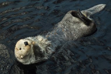 Sea otter (Enhydra lutris) swimming in the sea.  clipart