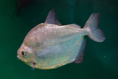 Gümüş Dolar (Metynnis Argenteus), gümüş dolar olarak da bilinir..