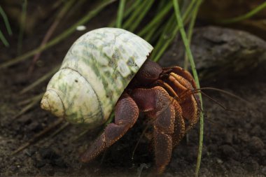 Karayip keşiş yengeci (Coenobita clypeatus), asker yengeci olarak da bilinir..