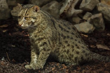 Balıkçı kedi (Prionailurus viverrinus). Vahşi yaşam hayvanı..