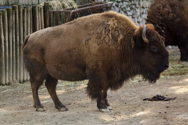 Плейнс бизон (бизон бизон), также известный как prarie бизон.