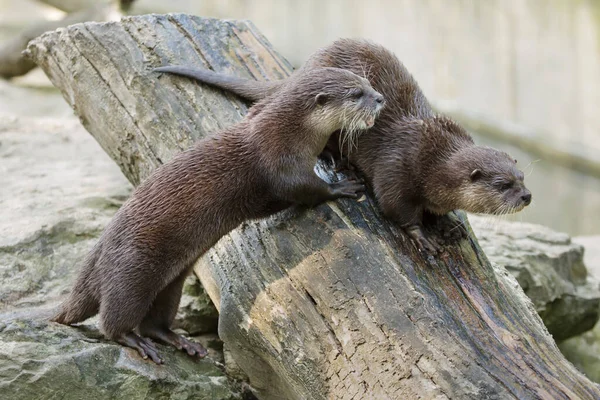 Nutria Oriental Garras Pequeñas Amblonyx Cinereus También Conocida Como Nutria —  Fotos de Stock