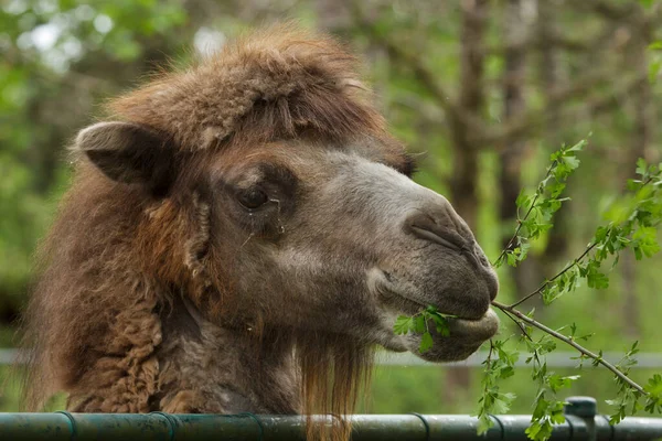 Βακτριανή Καμήλα Camelus Bactrianus Οικόσιτα Ζώα Φωτογραφία Αρχείου
