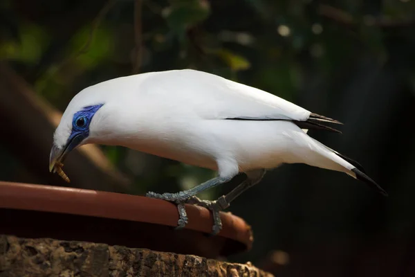 Bali Myna Leucopsar Rothschildi Más Néven Rothschild Mynah Stock Kép