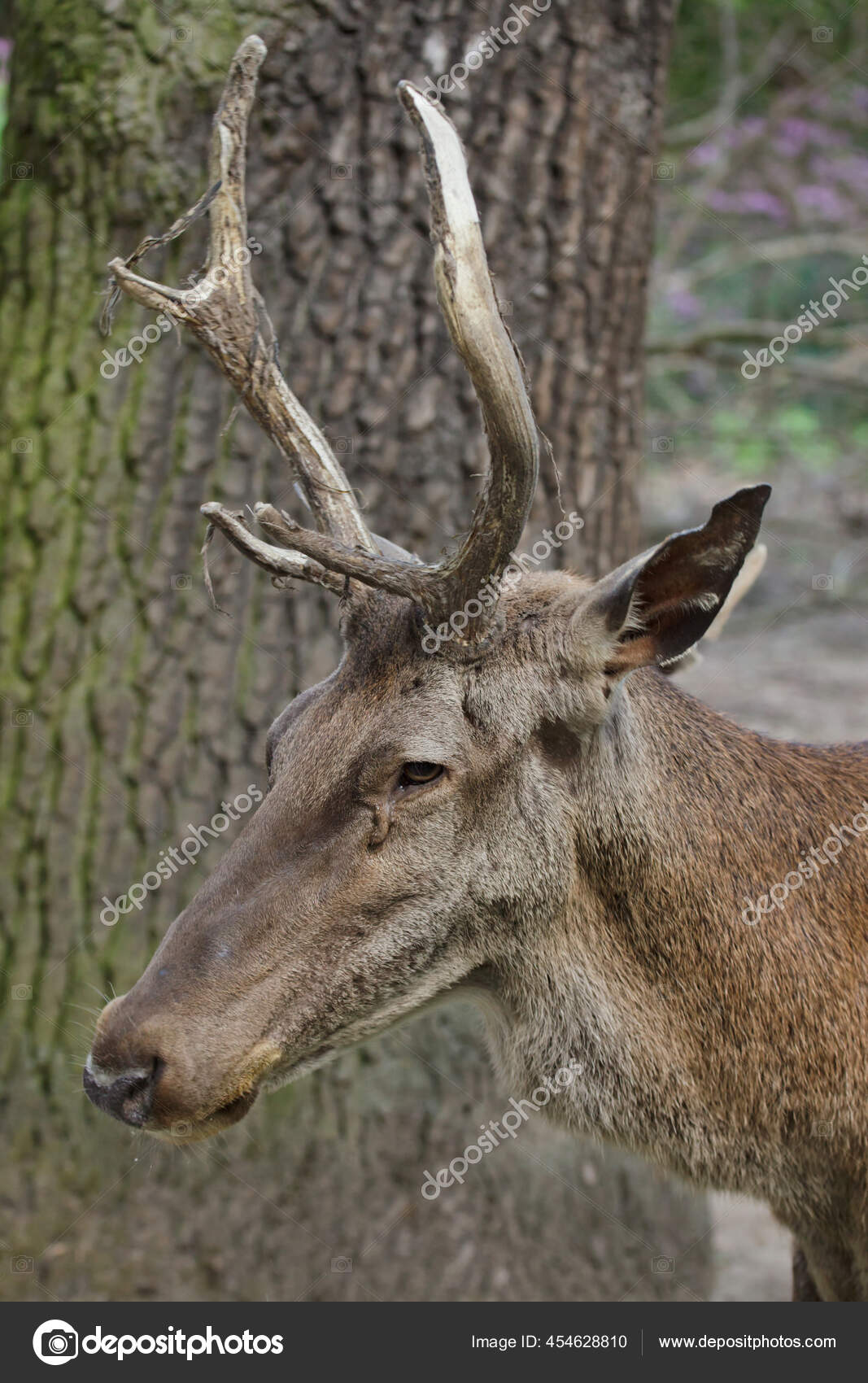 Barbary Stag Cervus Elaphus Barbarus Also Known Atlas Deer Stock Photo by  ©wrangel 454628810