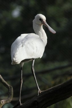 Avrasya kaşık gagası (Platalea lucorodia), yaygın kaşık gagası olarak da bilinir. Vahşi yaşam hayvanı. 