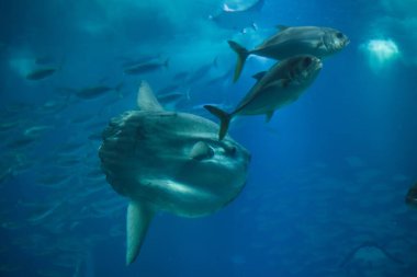 Okyanus güneş balığı (Mola mola), yaygın mola olarak da bilinir.. 