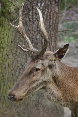 Barbar geyik (Cervus elaphus barbarus), atlas geyiği olarak da bilinir..