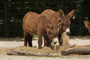 Poitou eşeği (Equus asinus asinus), Poitevin eşeği olarak da bilinir.. 