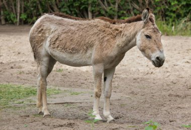 Turkmenian kulan (Equus hemionus kulan), also known as the Transcaspian wild ass. 