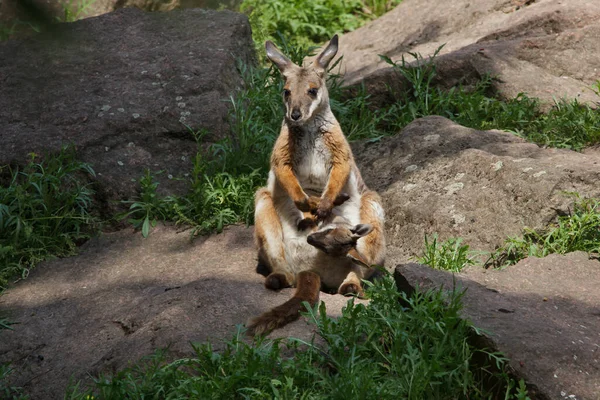 Gulfotad Bergvägg Petrogale Xanthopus Xanthopus — Stockfoto