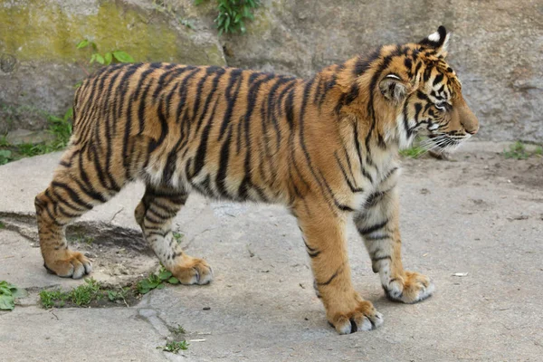 Młode Tygrysie Sumatrzańskie Panthera Tigris Sumatrae Zdjęcia Stockowe bez tantiem