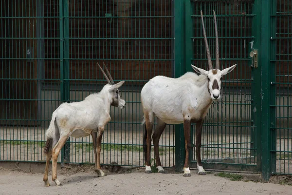 Arabian Oryx Oryx Leucoryx Más Néven Fehér Oryx Stock Fotó