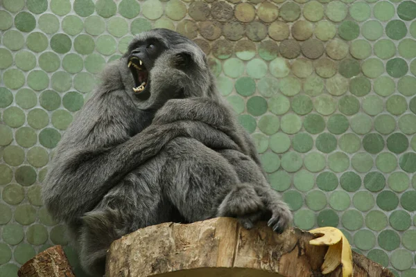 Ezüst Gibbon Hylobates Moloch Vadon Élő Állatok Jogdíjmentes Stock Képek