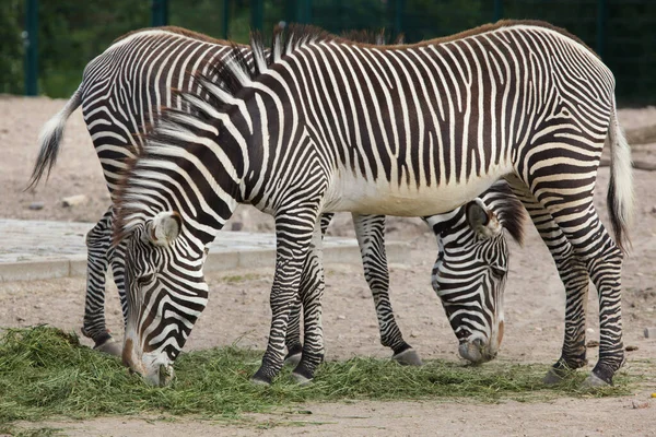 Zebra Grevy Ego Equus Grevyi Znana Również Jako Cesarska Zebra Obraz Stockowy