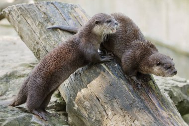 Doğulu küçük pençeli su samuru (Amblonyx cinereus), ayrıca Asyalı küçük pençeli su samuru olarak da bilinir.. 