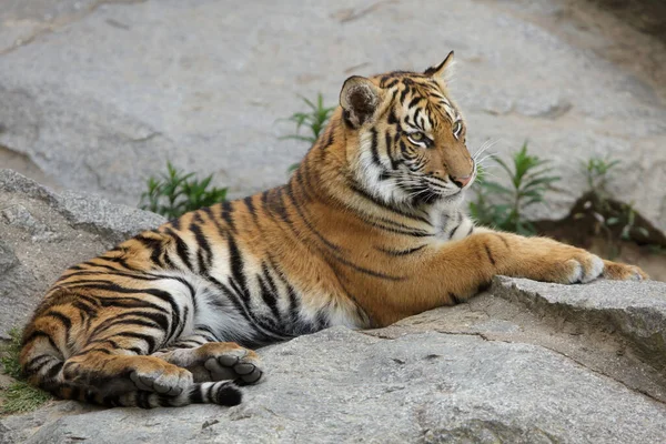 수마트라 호랑이 Panthera Tigris Sumatrae 로열티 프리 스톡 사진