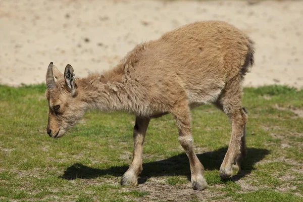 Markhor Bucharu Capra Falconeri Heptneri Znany Również Jako Markhor Turkomen Zdjęcia Stockowe bez tantiem