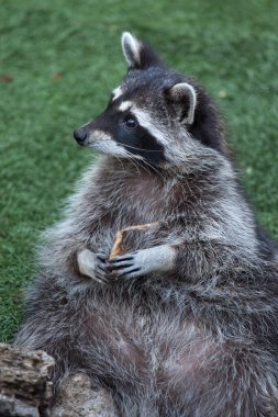 Rakun (Procyon lotor), Kuzey Amerika rakunu olarak da bilinir.. 