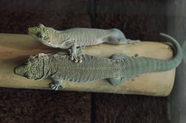 Standing 's day gecko (Phelsuma standingi), ayrıca bantlı gündüz gekosu olarak da bilinir..