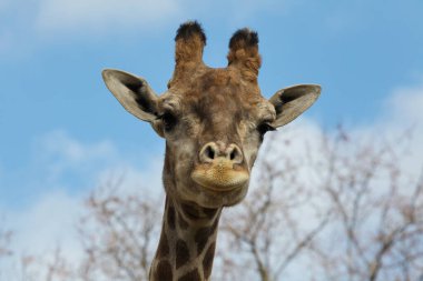 Angolan zürafası (Giraffa camelopardalis angolensis), Namibya zürafası olarak da bilinir..