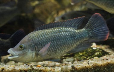 Angolan tilapia (Oreochromis angolensis). Tatlı su balığı..