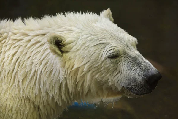 Полярний Ведмідь Ursus Maritimus Дика Тварина — стокове фото