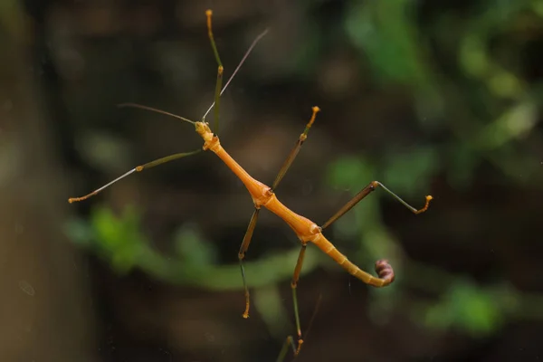 Stockinsekten Periphetes Forcipatus Wildtier Stockbild