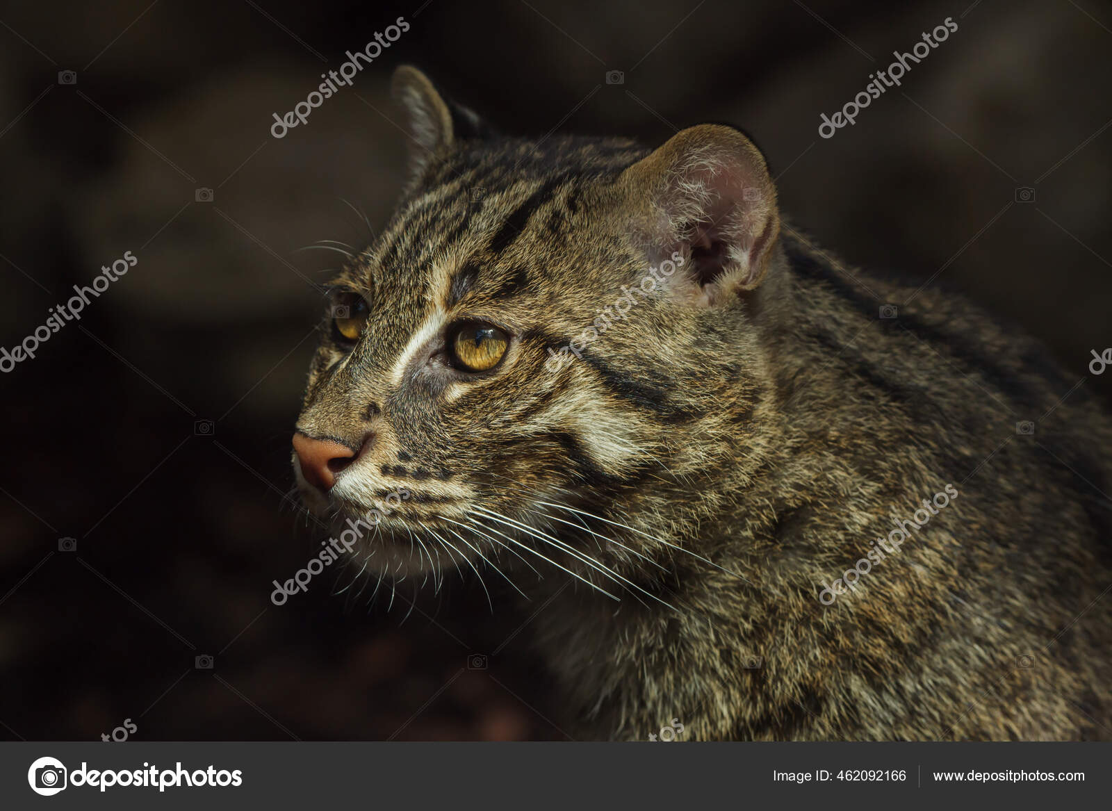 Chats Pecheurs Images Libres De Droit Photos De Chats Pecheurs Depositphotos