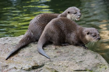 Doğulu küçük pençeli su samuru (Amblonyx cinereus), ayrıca Asyalı küçük pençeli su samuru olarak da bilinir.. 