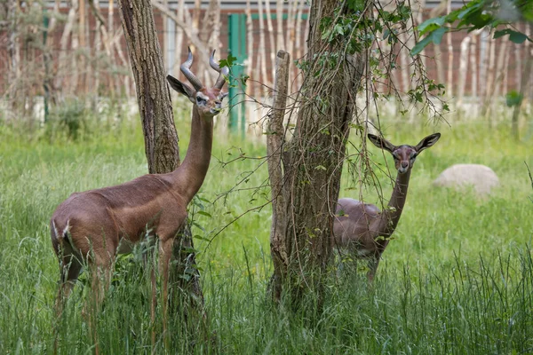 Gerenuk Meridional Litocranius Walleri Walleri También Conocida Como Gacela Waller Fotos de stock