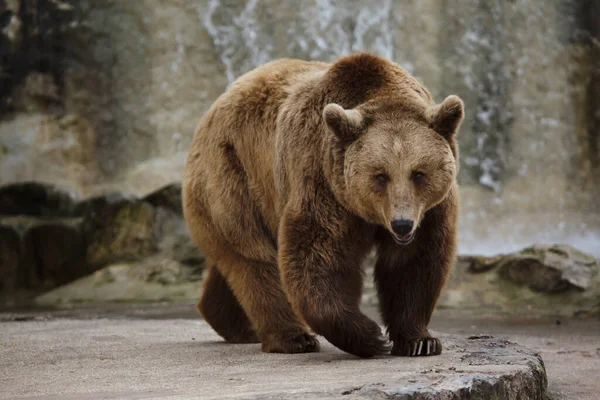 Brown Bear Ursus Arctos Wild Life Animal — Stock Photo, Image