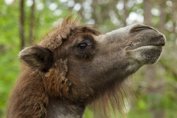 Bactrian camel (Camelus bactrianus). Domesticated animal.
