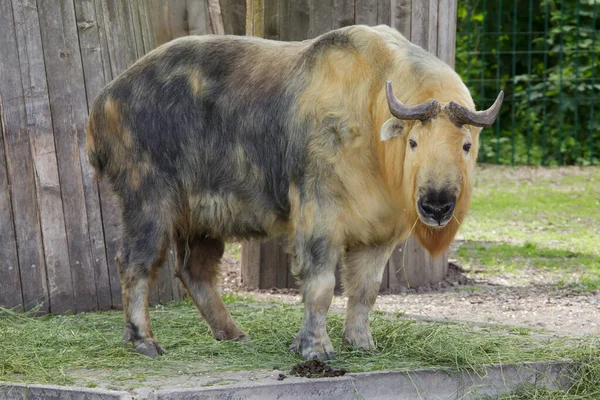 Sichuan Takin Budorcas Taxicolor Tibetana Also Known Tibetan Takin — Stock Photo, Image