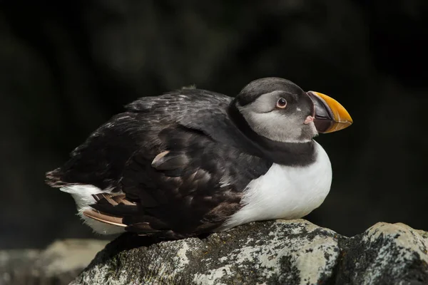Atlantlunnefågel Fratercula Arctica Även Känd Som Vanlig Lunnefågel — Stockfoto