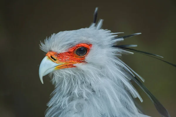 Secretary bird (Sagittarius serpentarius). Wildlife bird.