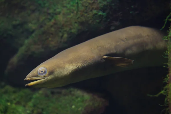 European Eel Anguilla Anguilla Freshwater Snake Fish — Stock Photo, Image