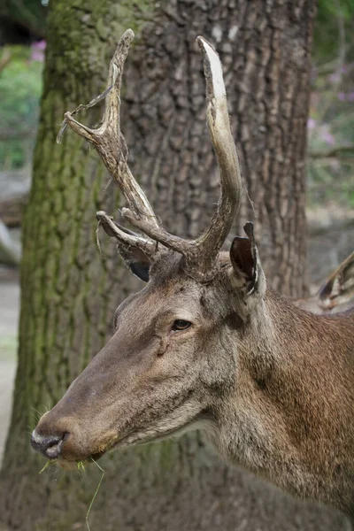 Barbary Stag Cervus Elaphus Barbarus Também Conhecido Como Veado Atlas — Fotografia de Stock