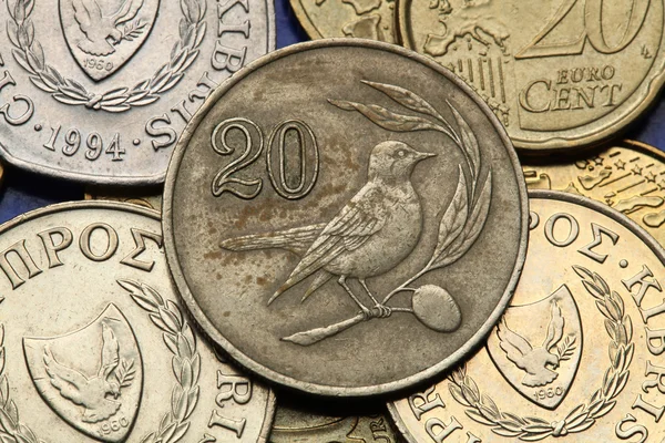 사이프러스의 동전 — 스톡 사진