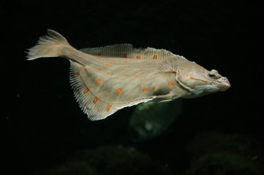 European plaice fish clipart