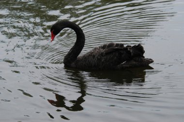 Black swan clipart