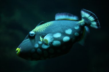 Palyaço triggerfish