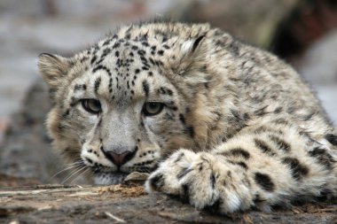 Kar Leoparı