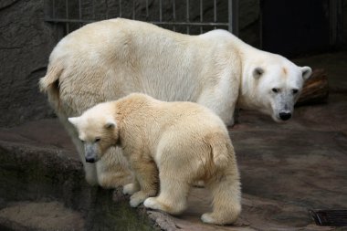 Polar bear cub with mum clipart