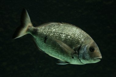 Salema porgy balık