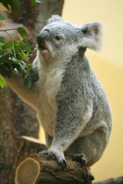 koala okaliptüs yaprakları yiyor