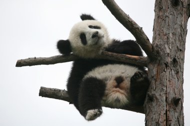 Dev panda yavrusu
