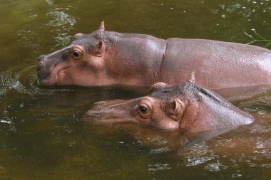 Two hippopotamuses clipart