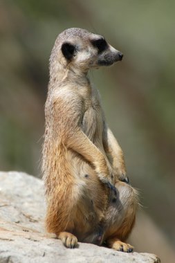Meerkat (Suricata suricatta) clipart